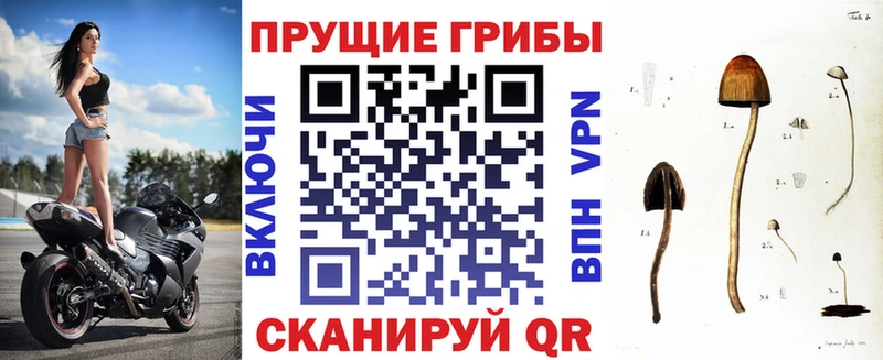 купить наркотик  Яхрома  Галлюциногенные грибы Psilocybine cubensis 